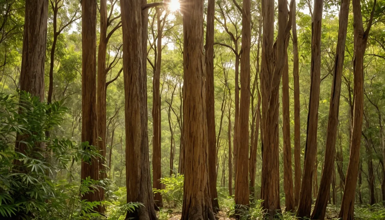 Palo Santo trees with a glimmer of sunlight